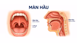 Cơ vòi hầu: Vai trò quan trọng trong sức khỏe tai và hô hấp