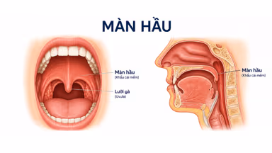 Cơ vòi hầu: Vai trò quan trọng trong sức khỏe tai và hô hấp