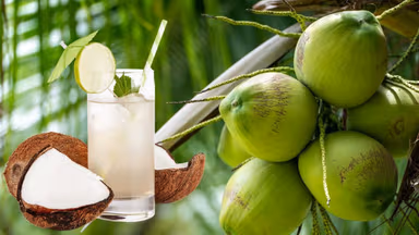 Uống nước dừa có béo không?