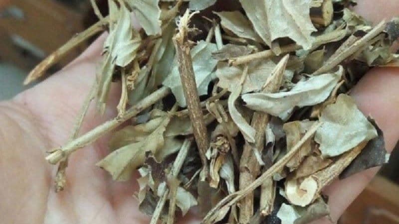 Lá khổ sâm được sử dụng trong một số bài thuốc dân gian với mục đích hỗ trợ các vấn đề tiêu hóa