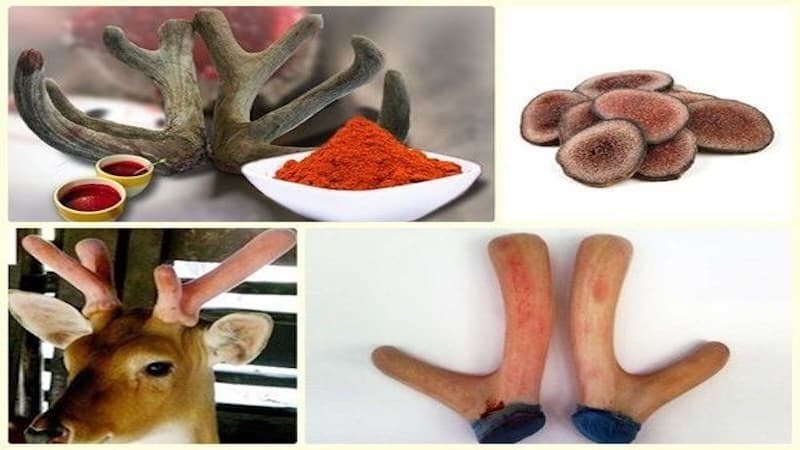 Người bệnh ung thư đang trong quá trình hóa - xạ trị không nên tự ý sử dụng nhung hươu