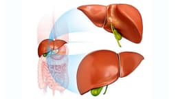 Chuyển hóa bilirubin là gì? Quá trình này diễn ra như thế nào?