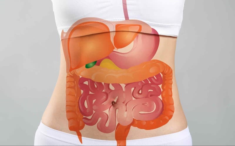 Dạ dày có chức năng lưu trữ và điều tiết thức ăn