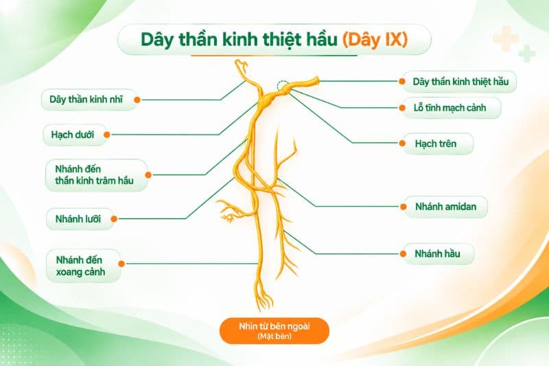 Dây thần kinh IX là một trong những dây thần kinh quan trọng vùng hầu họng.
