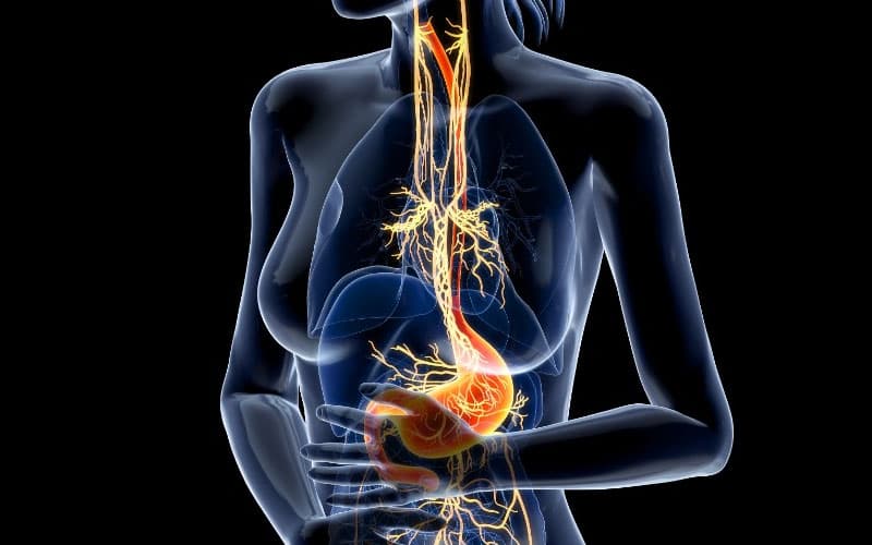 Dây thần kinh phế vị liên kết các cơ quan hô hấp và tiêu hóa