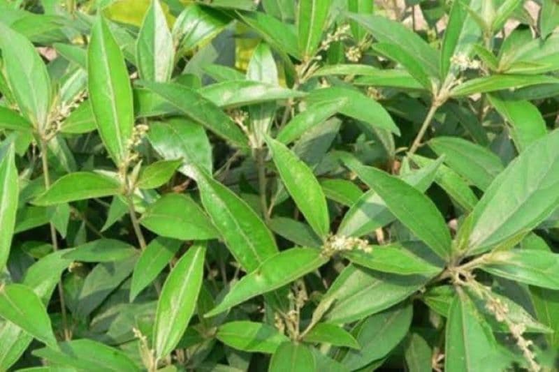 Lá khổ sâm, còn gọi là khổ sâm cho lá hay khổ sâm Bắc Bộ, có tên khoa học Croton tonkinensis Gagnep