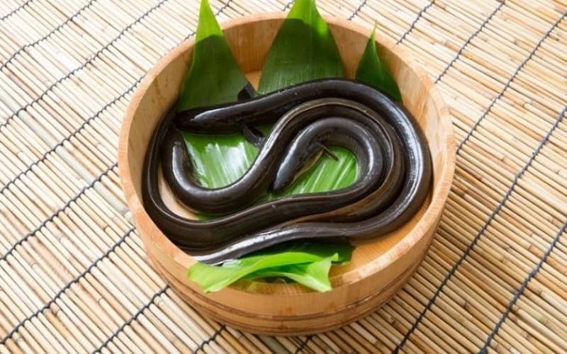 Lươn là một trong những nguồn protein có thể bổ sung vào thực đơn của trẻ đang ốm