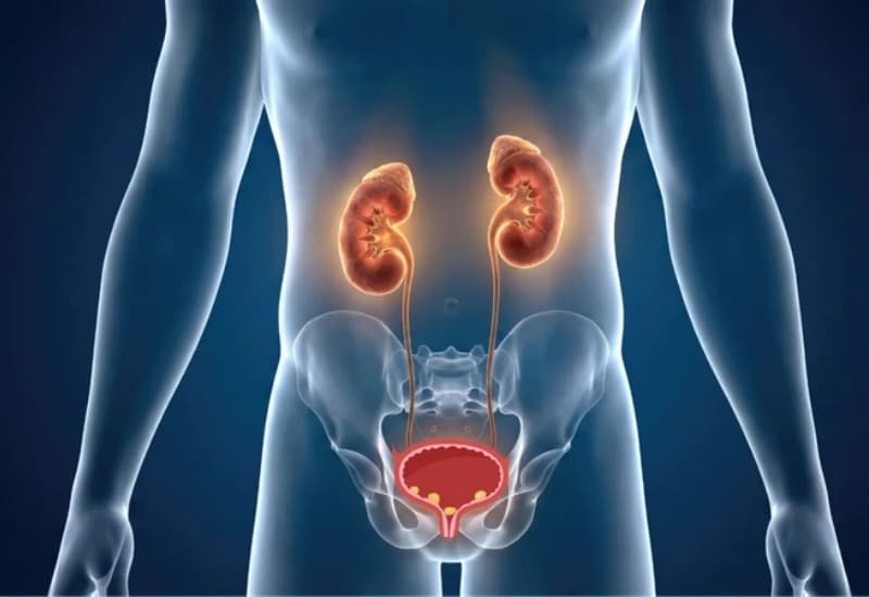 Tuyến tiền liệt, bàng quang và một số bệnh lý toàn thân có thể liên quan đến tiểu đêm nhiều lần ở nam giới