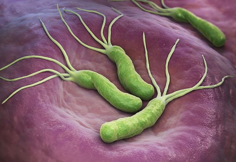 Vi khuẩn Helicobacter pylori có thể tồn tại trong lớp nhầy bảo vệ niêm mạc dạ dày