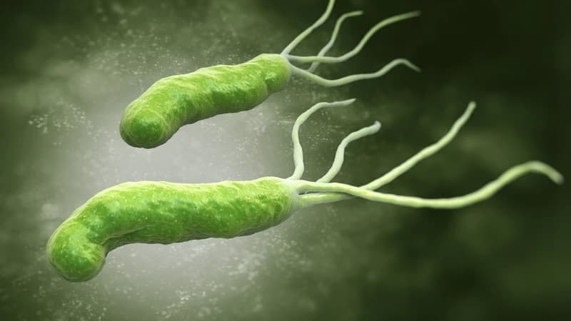 Vi khuẩn Helicobacter pylori (H. pylori) gây viêm loét bờ cong nhỏ