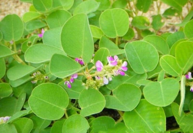 Kim tiền thảo có thể hỗ trợ kiểm soát sỏi thận và sỏi đường tiết niệu