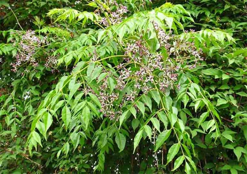 Lá xoan là loại cây có độc tính cao