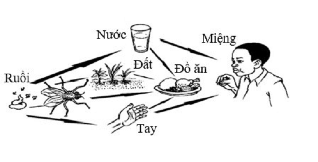 nguyên nhân gây bệnh lây qua đường tiêu hóa