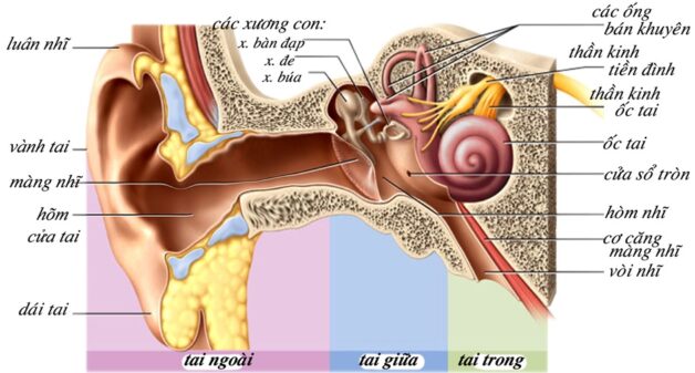 Tai giữa, bên cạnh tai ngoài và tai trong là một bộ phận cấu thành tai