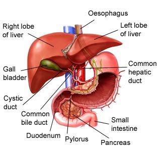 Cách phòng và chữa bệnh gan nhiễm mỡ3