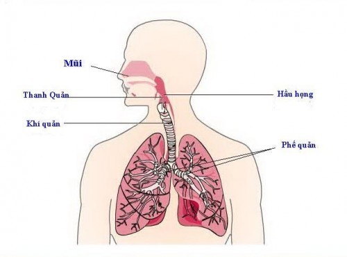 Điều trị dứt điểm các bệnh về mũi họng nhằm tránh biến chứng gây viêm phổi