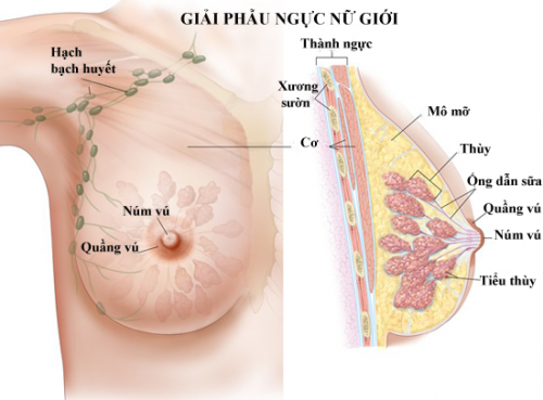 Hình ảnh giải phẫu vùng ngực của phụ nữ