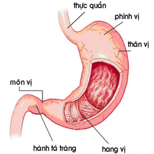 Cách điều trị viêm dạ dày có HP2