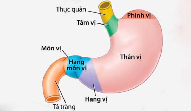 vị trí viêm xung huyết hang vị dạ dày