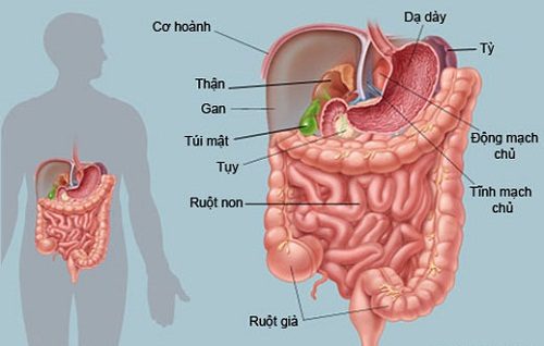 Đau trên rốn - có thể bạn mắc bệnh dạ dày
