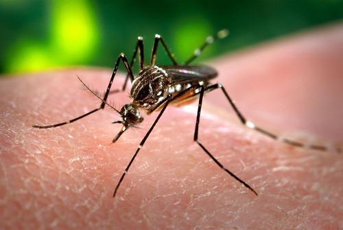 Sốt xuất huyết lan truyền qua vết đốt của muỗi Aedes hay còn gọi là muỗi vằn.