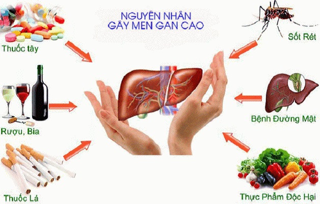 Chỉ số men gan trong máu tăng cao là dấu hiệu cảnh báo nhiều bệnh tim nguy hiểm.