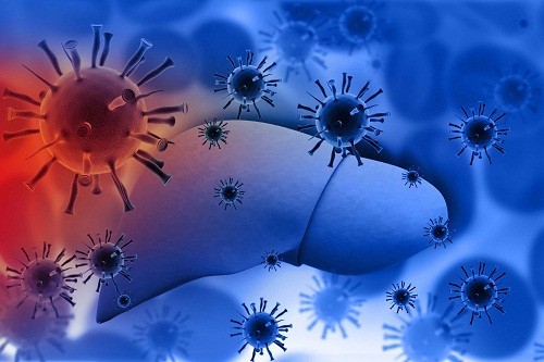 Có một số loại virus là kẻ thù của gan có thể gây tổn thương gan cấp tính và mãn tính. 