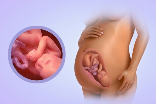 Fetal Development (Week 40)