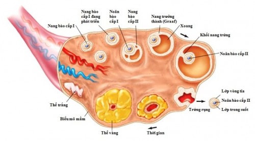 Giá mổ nội soi buồng trứng đa nang