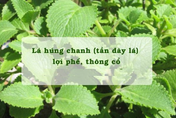 "Tuyệt chiêu" trị ho có đờm cho bé2