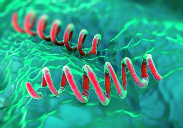 Xoắn khuẩn giang mai được soi dưới kĩ thuật chuyên dụng