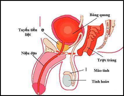 Vì sao bị viêm niệu đạo? nhiễm khuẩn đường tiết niệu