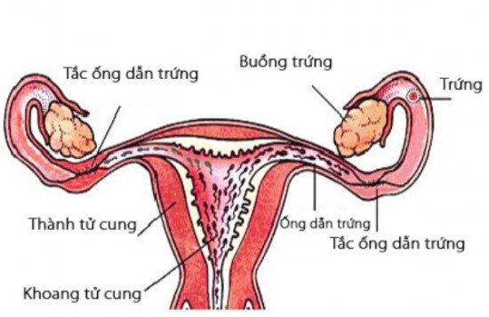 Những bất thường tại tử cung và cổ tử cung khiến chị em phụ nữ khó mang thai.