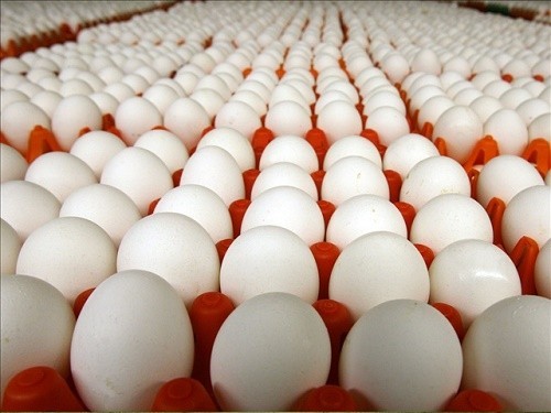 Thường xuyên sử dụng trứng gia cầm có thể khiến tình trạng bệnh trĩ nặng hơn