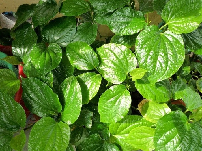 Dùng lá trầu không để rửa vùng kín thường được nhiều chị em áp dụng khi mắc bệnh viêm nhiễm phụ khoa