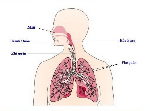 Viêm đường hô hấp trên là một tổ hợp bệnh bao gồm mũi, họng, xoang và cả thanh quản.