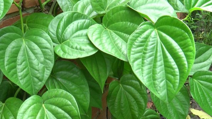 Trầu không có tác dụng rất tốt để trị bệnh huyết trắng sau sinh