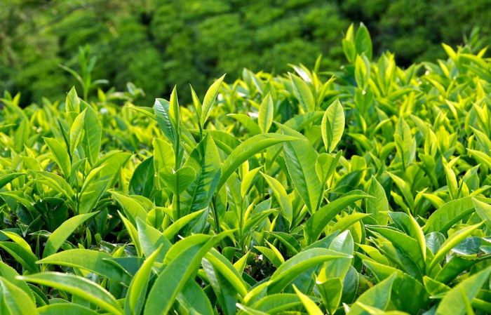 Chè xanh có tác dụng kháng viêm, se niêm mạc nên thường được nhiều chị em sử dụng để chữa bệnh huyết trắng sau sinh