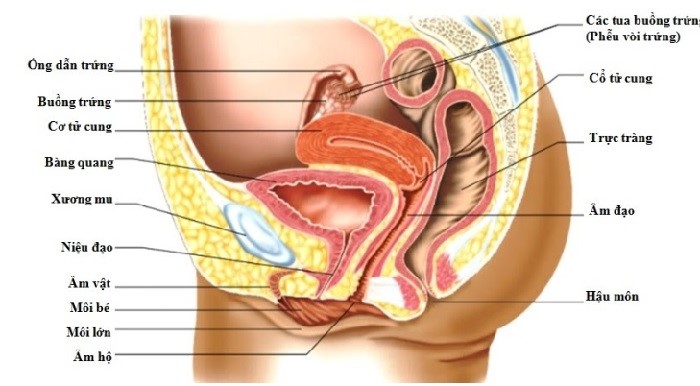 Hình ảnh đầy đủ về cơ quan sinh dục nữ