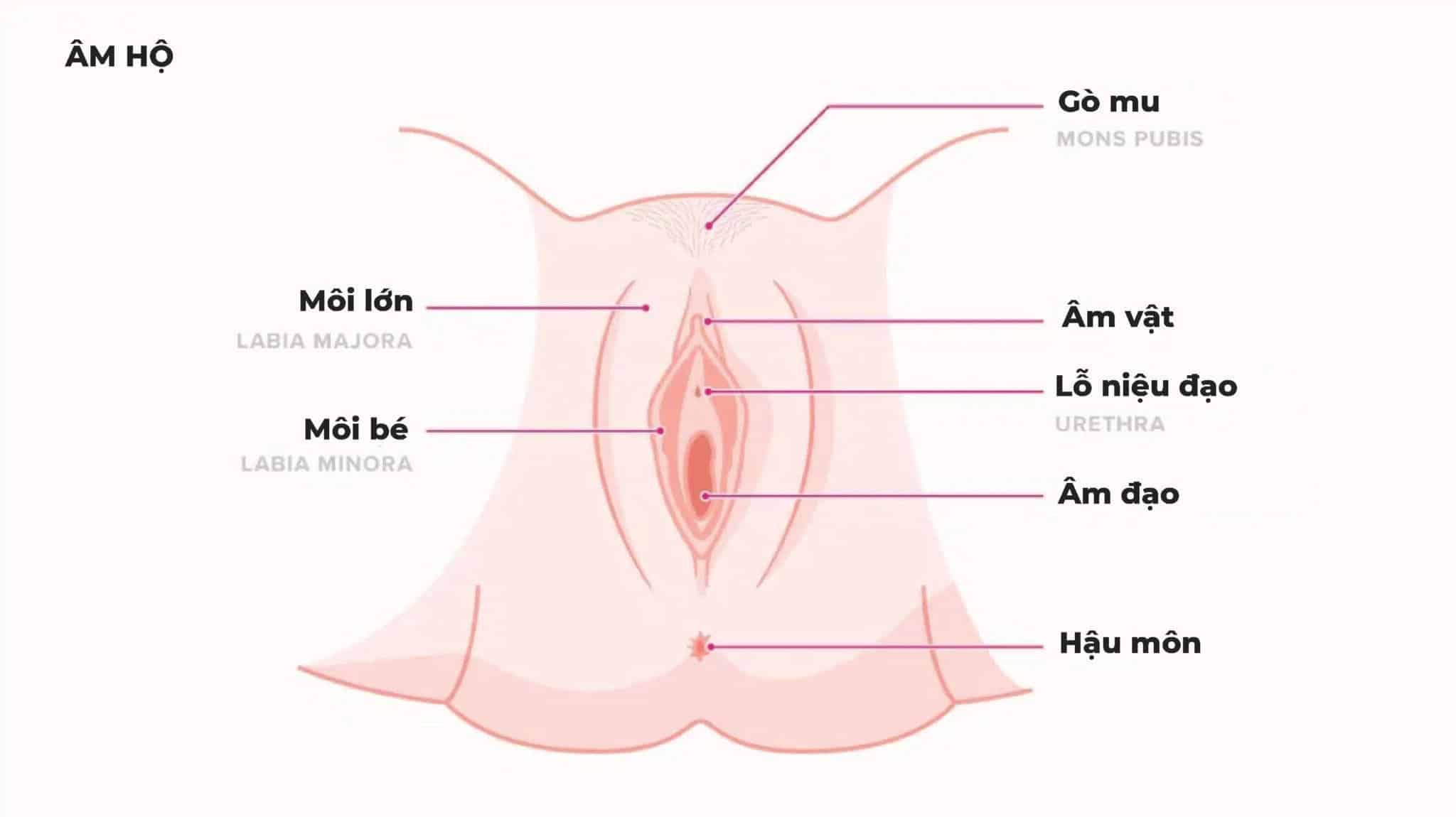 Hình ảnh các bộ phận sinh dục nữ giới bên ngoài