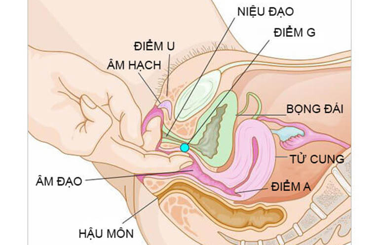 Điểm G là nơi nhạy cảm và kích thích nhất của bộ phận sinh dục nữ giới