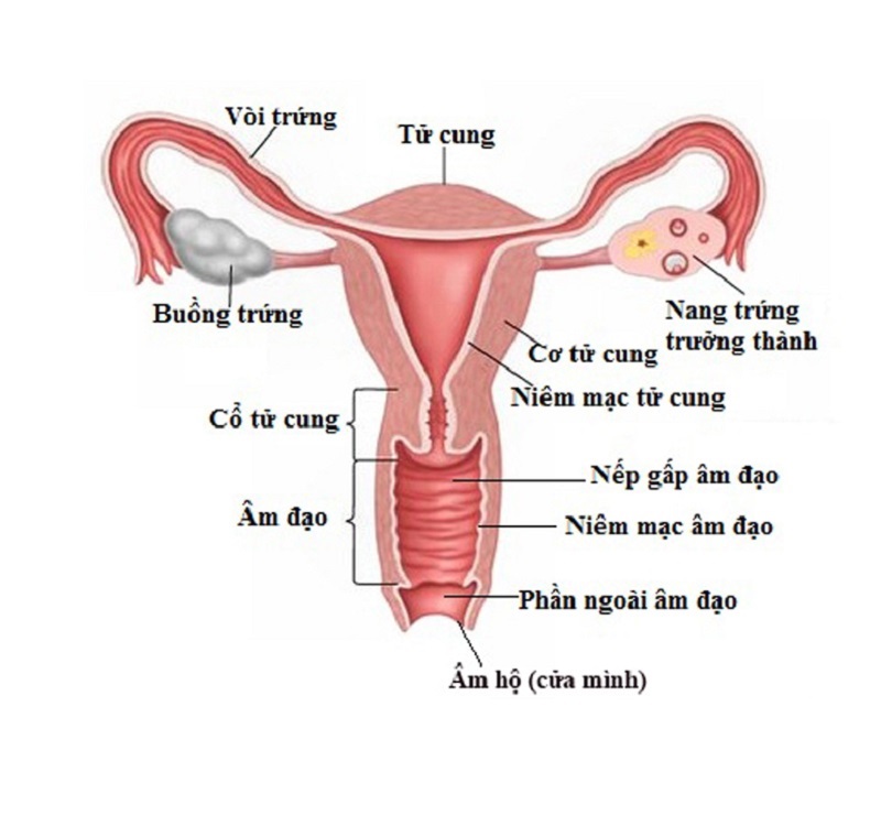 Hình ảnh bên trong cơ quan sinh dục của nữ giới