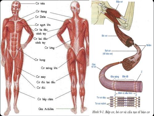 Viêm Cơ Vân là gì? Triệu chứng, nguyên nhân và cách phòng tránh Cơ vân là một phần quan trọng trong hệ cơ