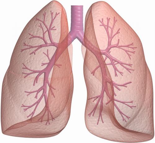 Những thảo dược đặc biệt tốt cho sức khỏe của phổi mà bạn không thể bỏ qua