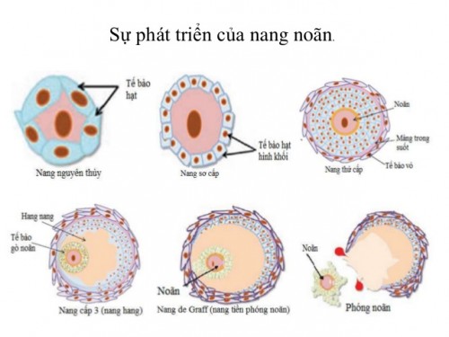 Hình ảnh về cấu tạo của nang noãn trưởng thành