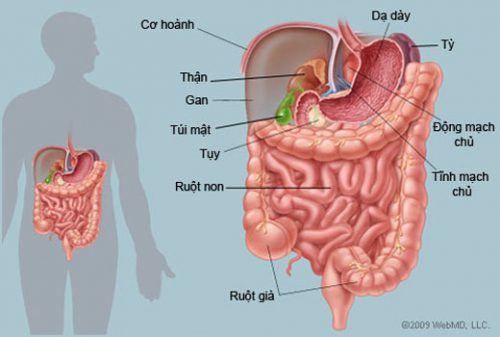 Tìm hiểu sinh lý bệnh tiêu hóa giúp mọi người biết các bệnh đường tiêu hóa, các dấu hiệu, nguyên nhân của bệnh.