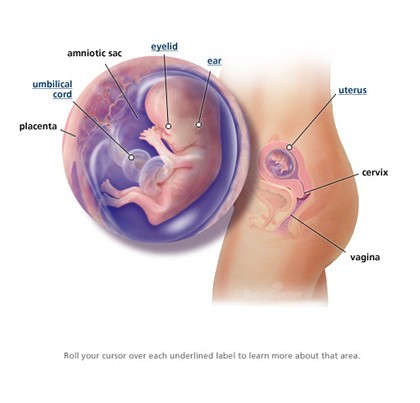 Các giai đoạn phát triển của thai nhi mẹ bầu cần nắm vững