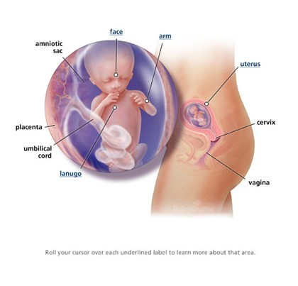 Khoảng 16 tuần, thai nhi đã có phản xạ mút tay