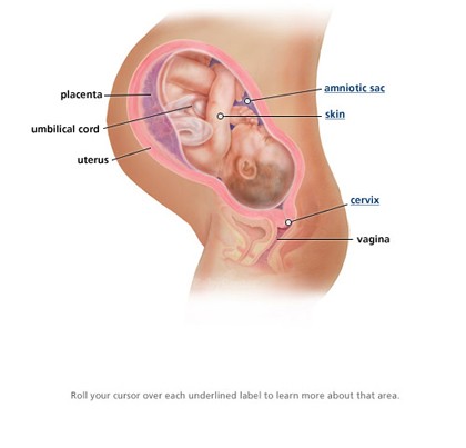 Trong những tuần cuối, thai nhi đã sẵn sàng để chào đời
