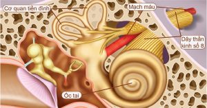 Tiền đình là một bộ phận nằm ở phía sau ốc tai, đóng vai trò quan trọng trong việc tạo cân bằng cho các hoạt động của cơ thể